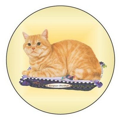 European Shorthair Cat Round Badge w/ Bar Pin (2 1/2")