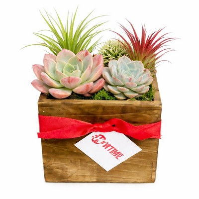 Assorted Succulents and Air Plants in Natural Wood Square Planter