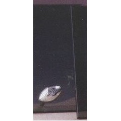 Silver Football Smoked Glass Award w/Silver Plastic Plaque Mounts (5"x7.5")