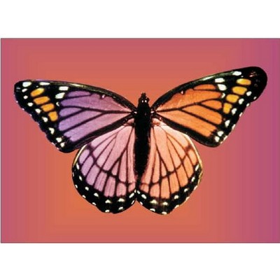 Purple & Pink Butterfly Metal Photo Magnet (2 1/2"x3 1/2")