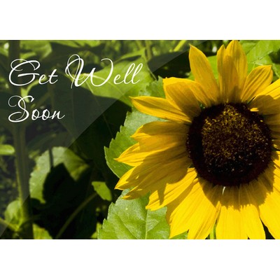 Sunflower Get Well Cards