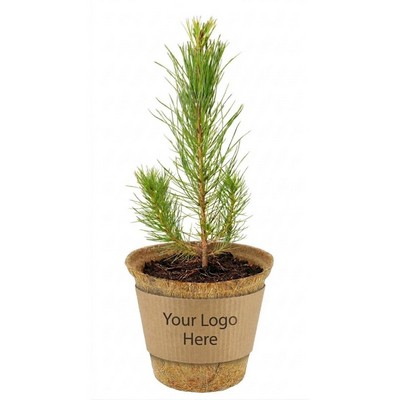 Arbor Day Sapling