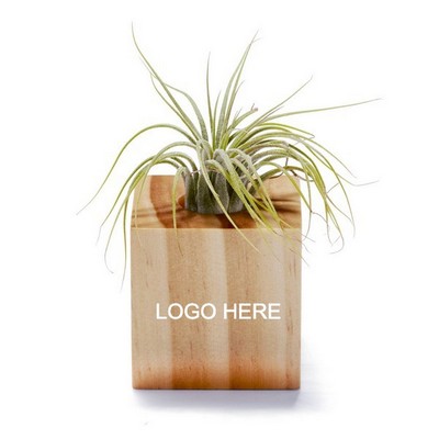 Jornikolor Air Plant/ Wood Cube