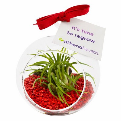 Air Plant Terrarium Kit with Red Pebble Rocks