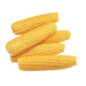 Corn On Cob Promotional Magnet w/Strip Magnet (2 Square Inch)