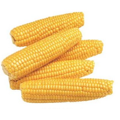 Corn On Cob Maxi Magnet (10 Square Inch)