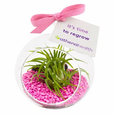 Air Plant Terrarium Kit with Pink Pebble Rocks