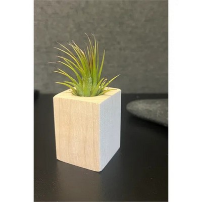 Air Plant