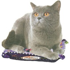 Chartreux Cat Executive Line Magnet w/ Full Magnetic Back (8 Square Inch)