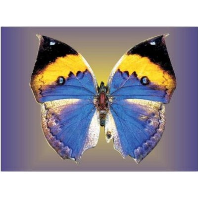 Black & Blue Butterfly Metal Photo Magnet (2 1/2"x3 1/2")