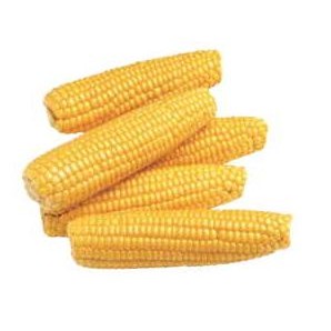 Corn On Cob Executive Magnet w/Full Magnetic Back (8 Square Inch)