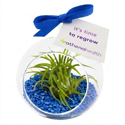 Air Plant Terrarium Kit with Marine Blue Pebble Rocks