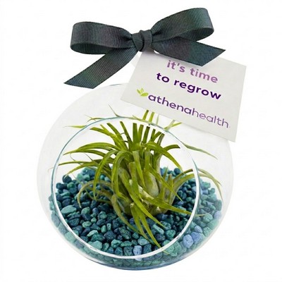 Air Plant Terrarium Kit with Blue Lagoon Pebble Rocks