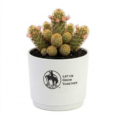 Assorted Cactus in White Pot