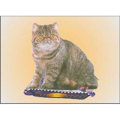 Exotic Shorthair Cat Rectangle Badge w/ Bar Pin (2 1/2"x3 1/2")
